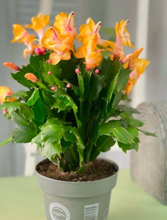 Цветок шлюмберге или декабрист