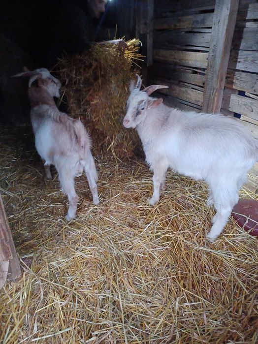 Tapisori tineri de vanzare.