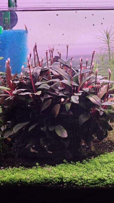Plante de acvariu: Bucephalandra Serimbu Brown