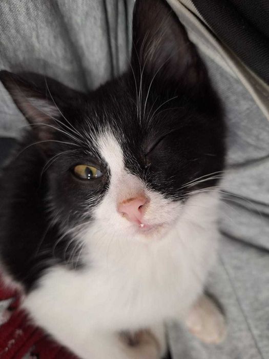 Марғау (котенок)