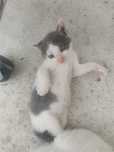 Ofer spre adoptie