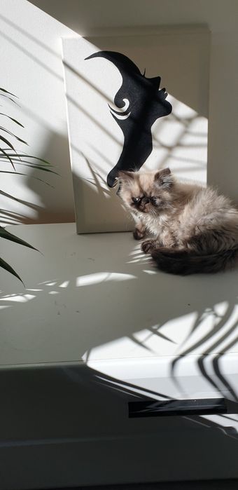 Персийски котенца