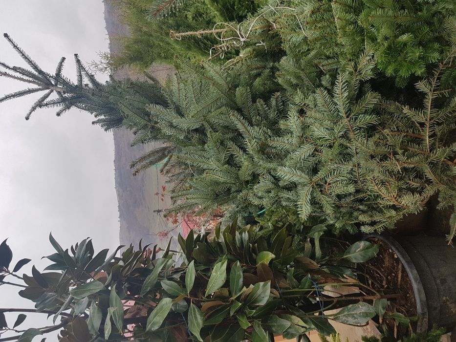 Tuia smarald 3m brazi arginti 2m