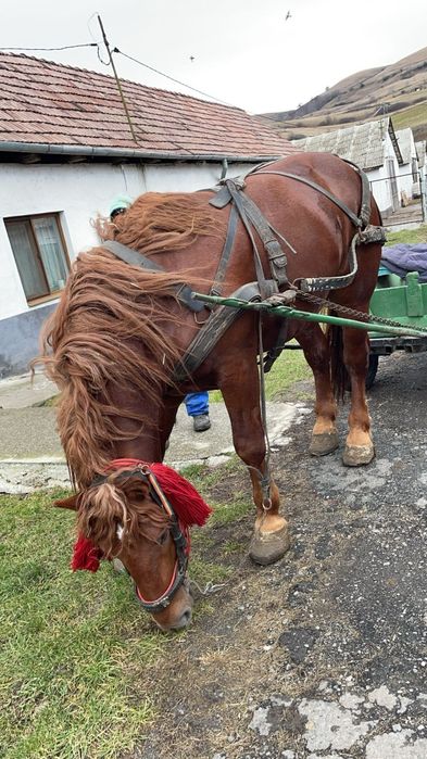 Vând armăsar cuminte de 5 ani