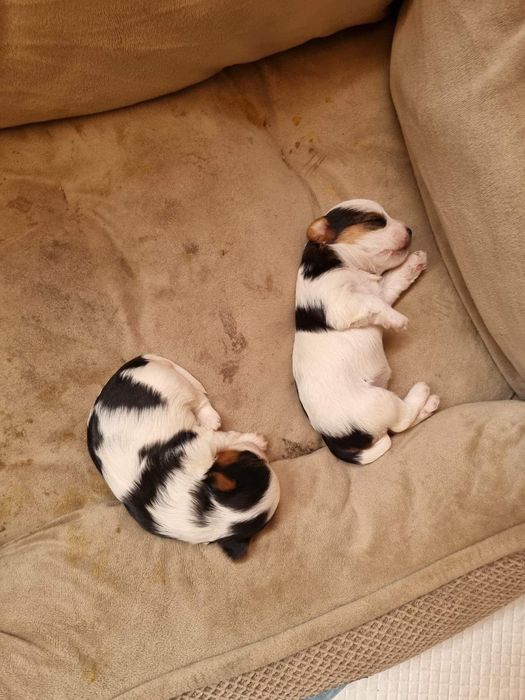 Мини йоркширски териер