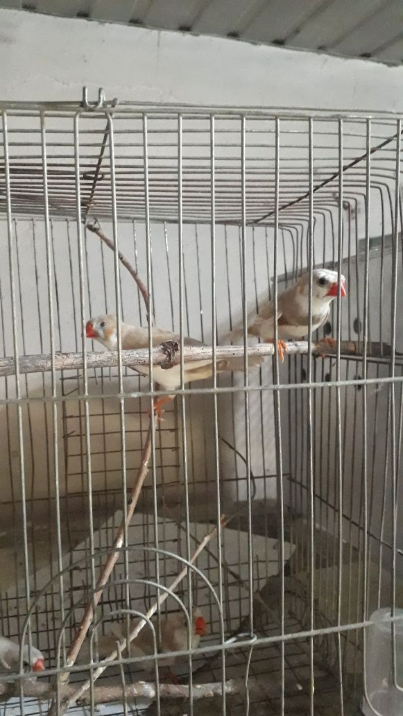 Амадинка птицы..