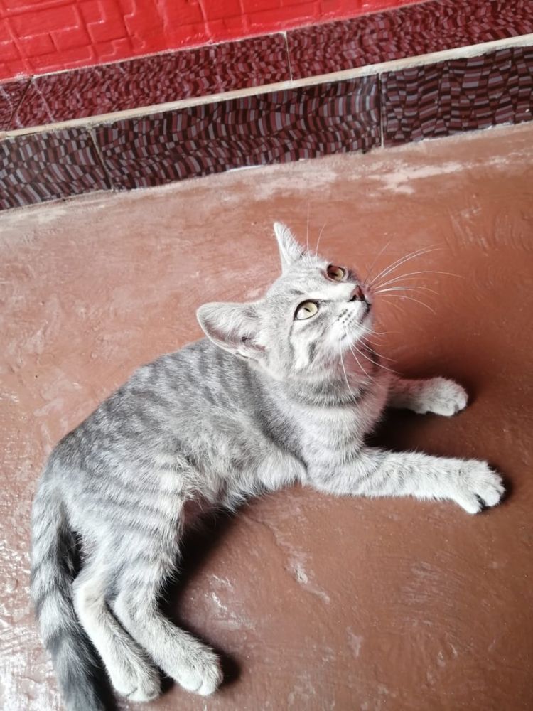 Котики обормотики)))