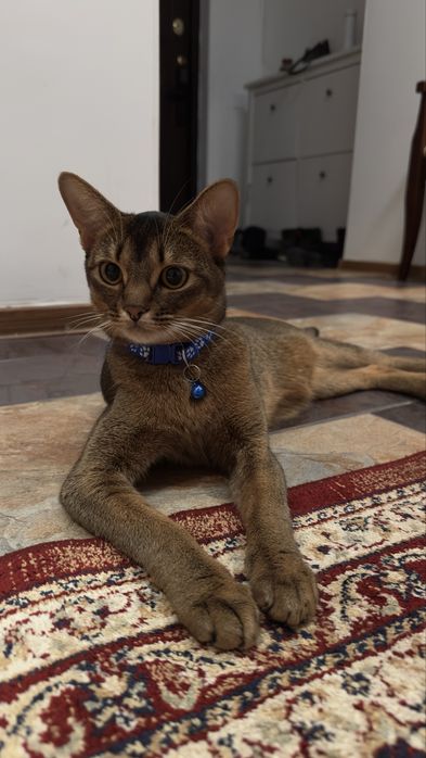 Абиссинская кошка