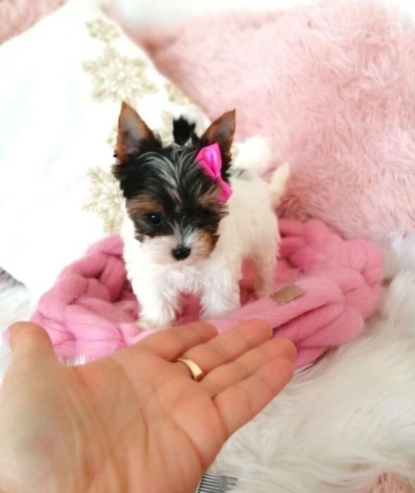 Эксклюзивные щенки Бивер йорк