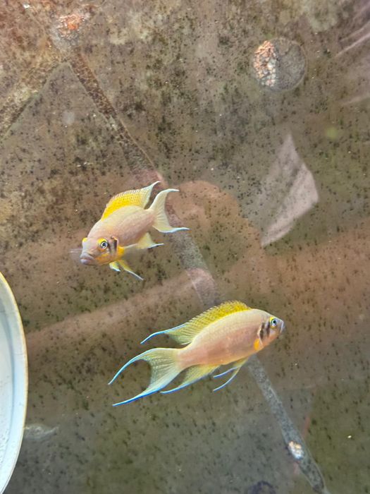 На фото производ,Lamprologus sp."daffodil