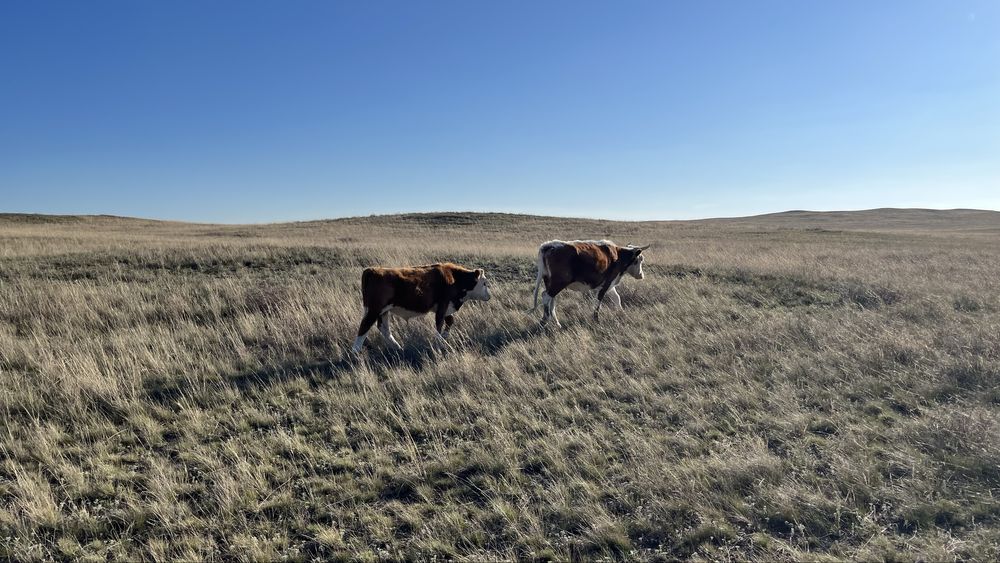 Бұзаулы сиырларлар сатамын.