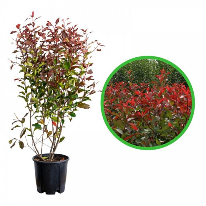 Photinia La Ghiveci (Gard viu )