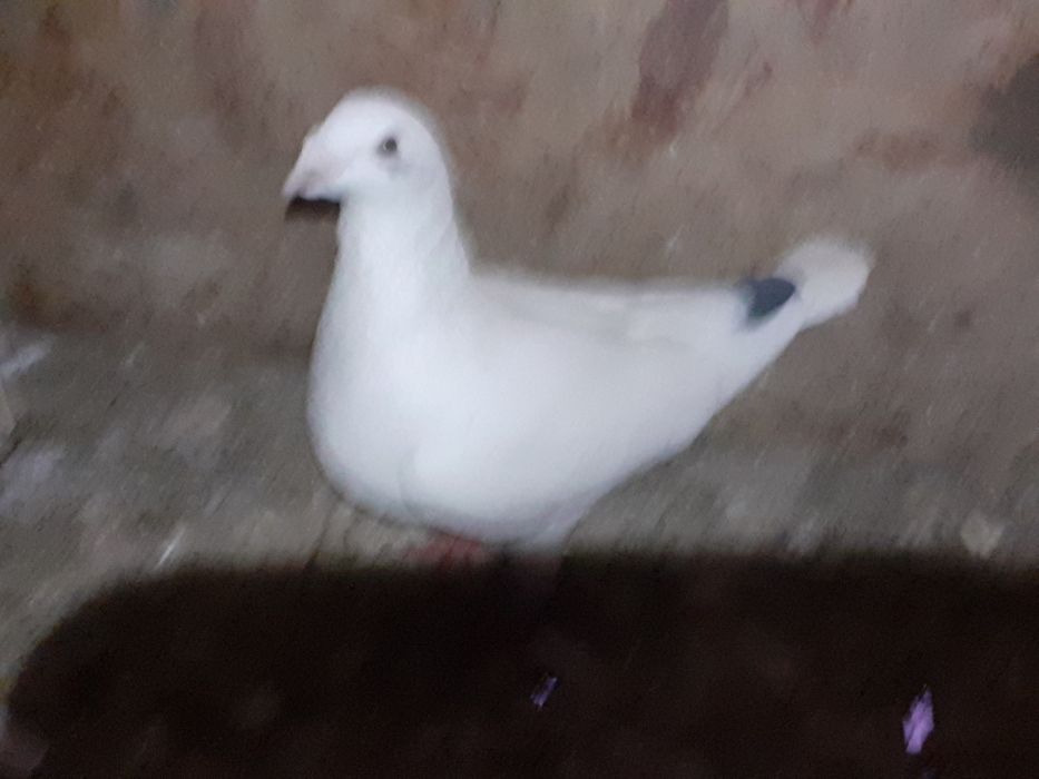 Vand porumbei americani sau Huble