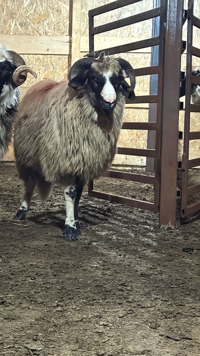 Vând un berbecuț breaz  bun