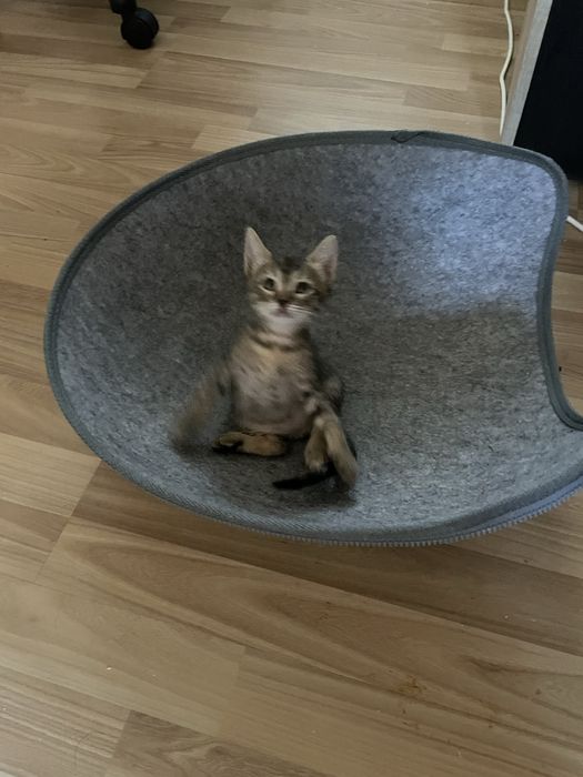 Donez pisica vargata