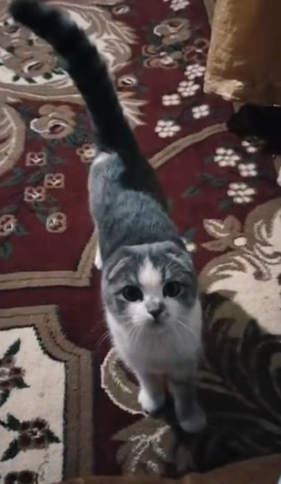 Scottish Fold 2 yosh