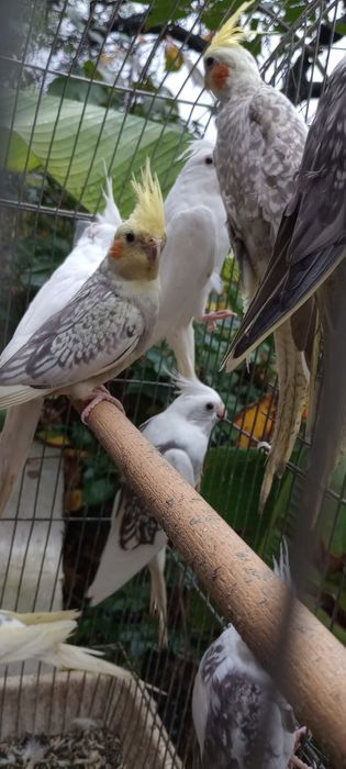 Папагал от вида корела