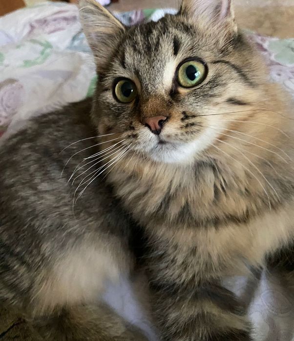 Отдам котенка мальчика