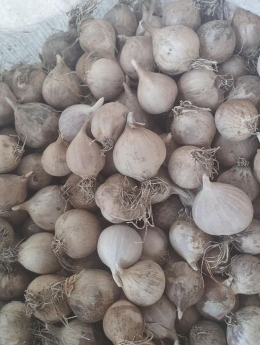 Sămânță usturoi de Copalau