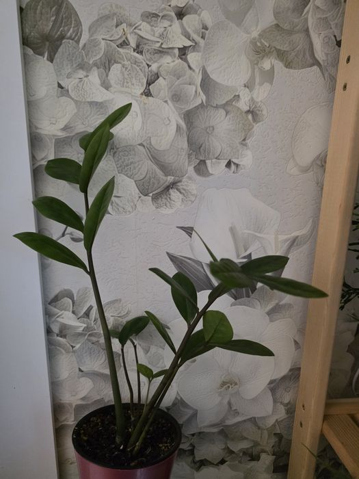 Продам комнатные  растения