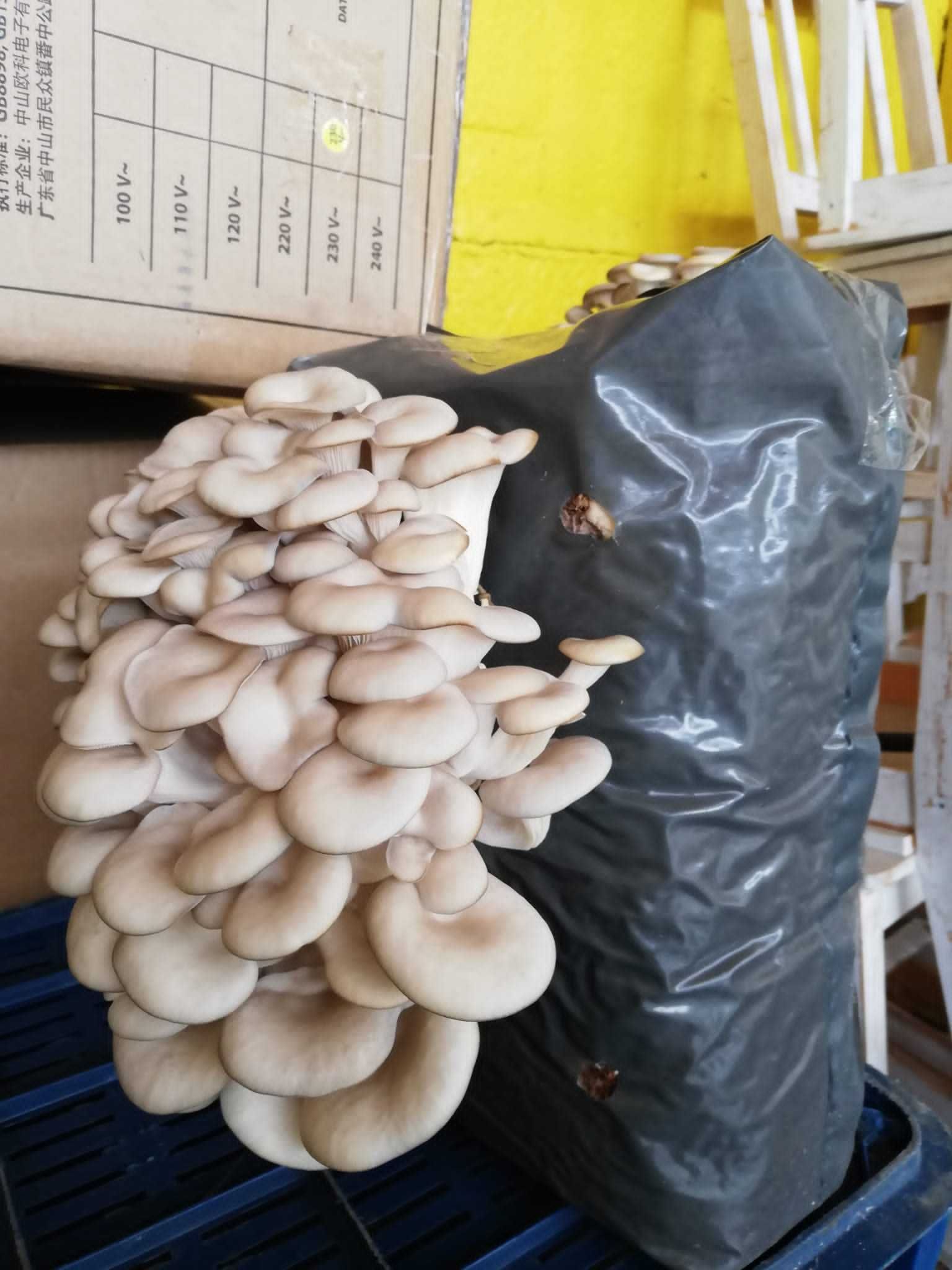 Set 4 Saculeti  inoculați cu miceliu  Pleurotus