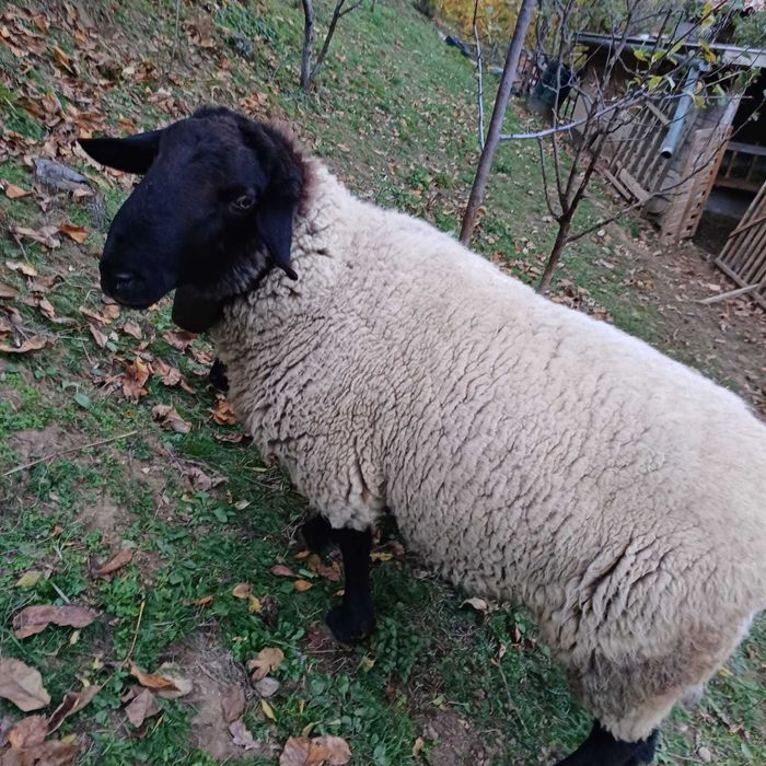 Berbec Suffolk de vanzare