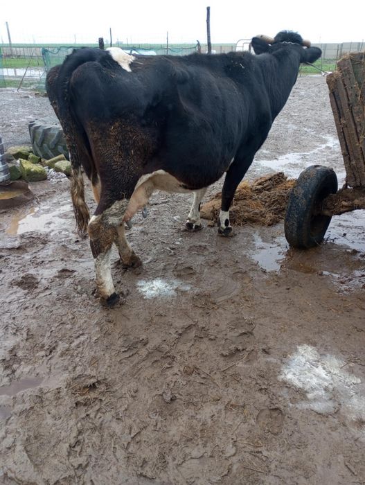 Vând sau schimb vaca