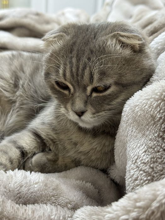 Отдается породистый кот в хорошие руки