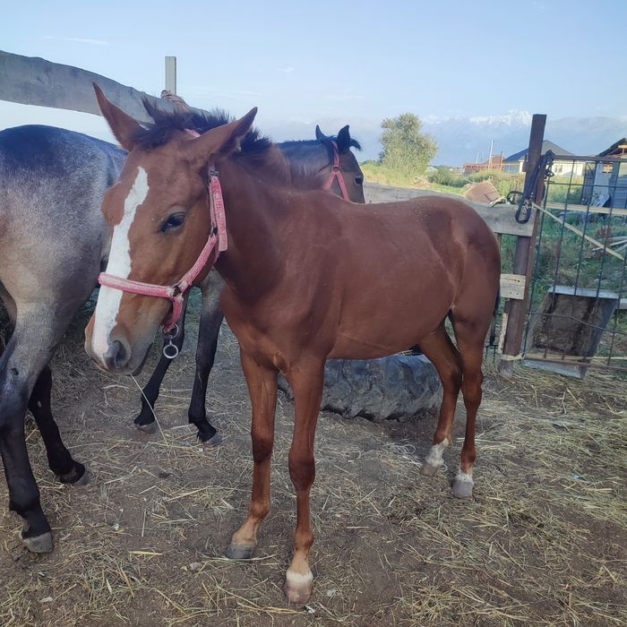 Продам тай 1.5 года