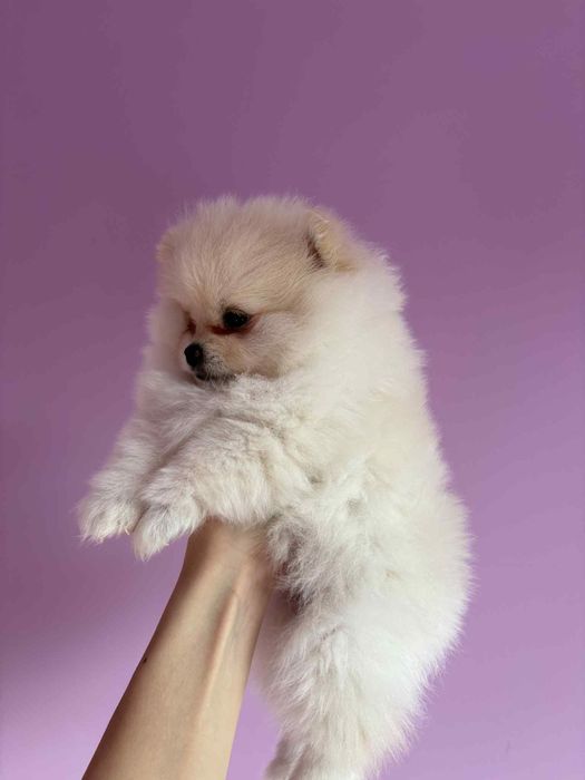 Померан мини-шпиц