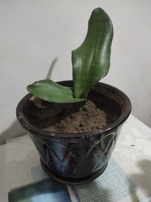 Тёщин язык Сансевиерия муншайн