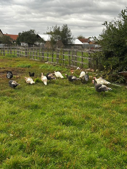 Vand curci si curcani