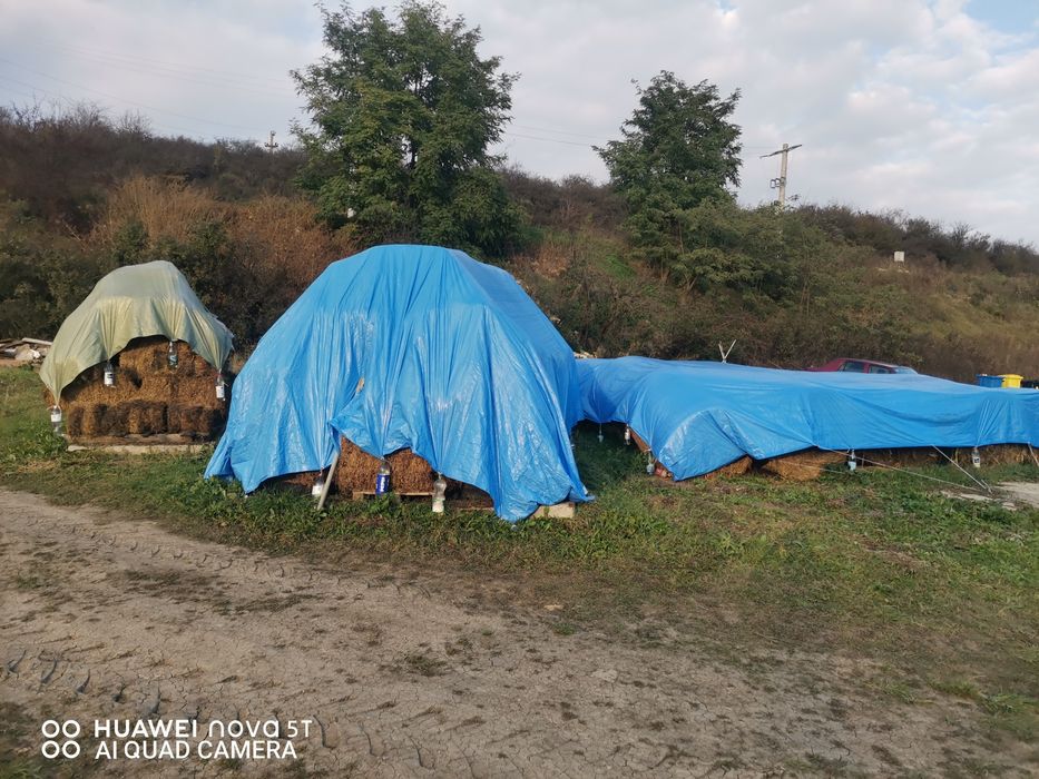 Vand lucernă si baloti mari din buruieni