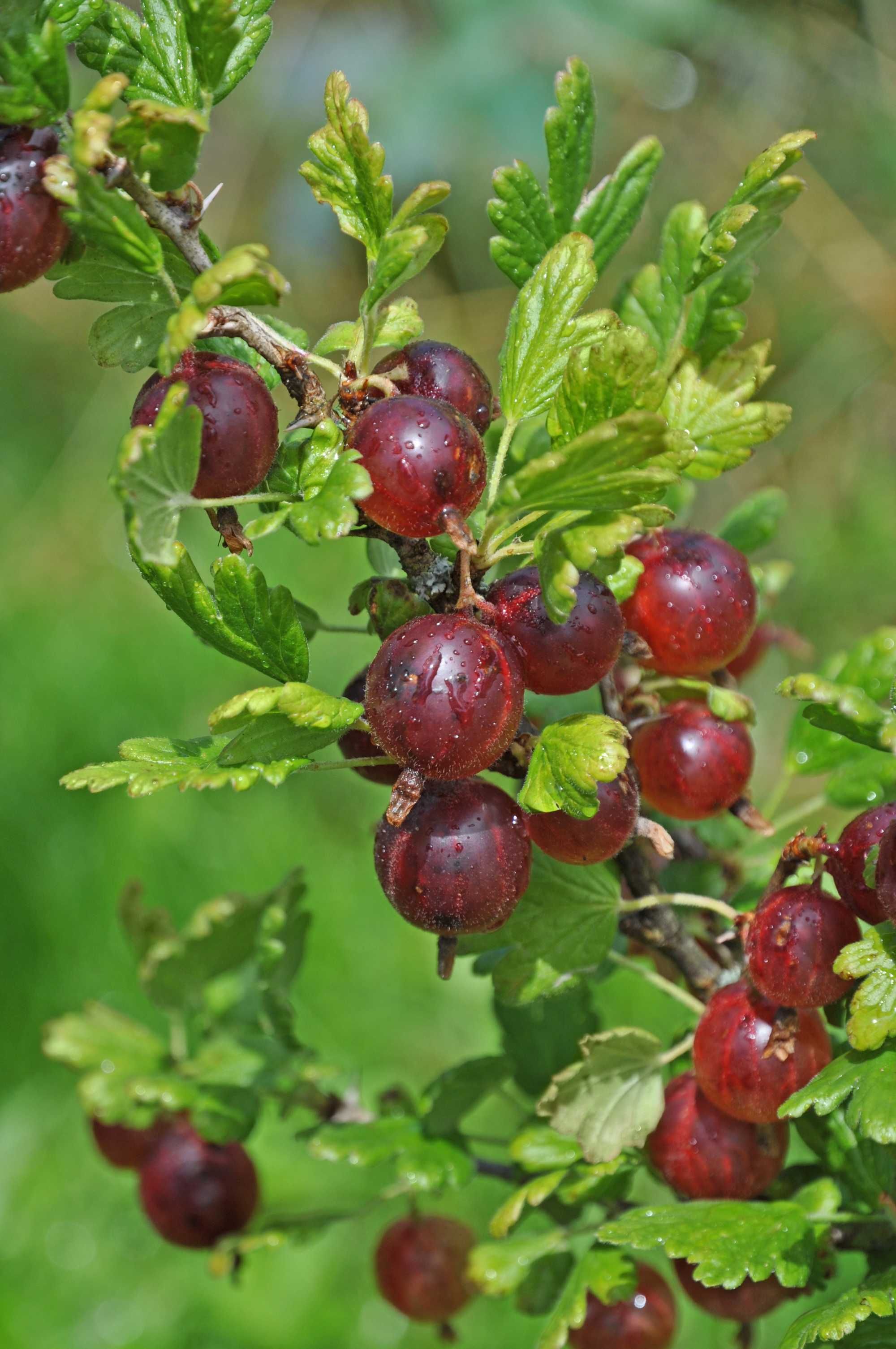 Butasi  la ghiveci Afini ,Aronia ,Agris rosu ,Zmeur, Certificati ECO.