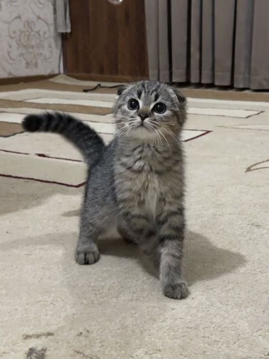 Кошки скотиш фолд + британский
