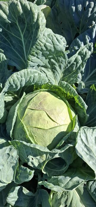 Varza si Ceapa angro!