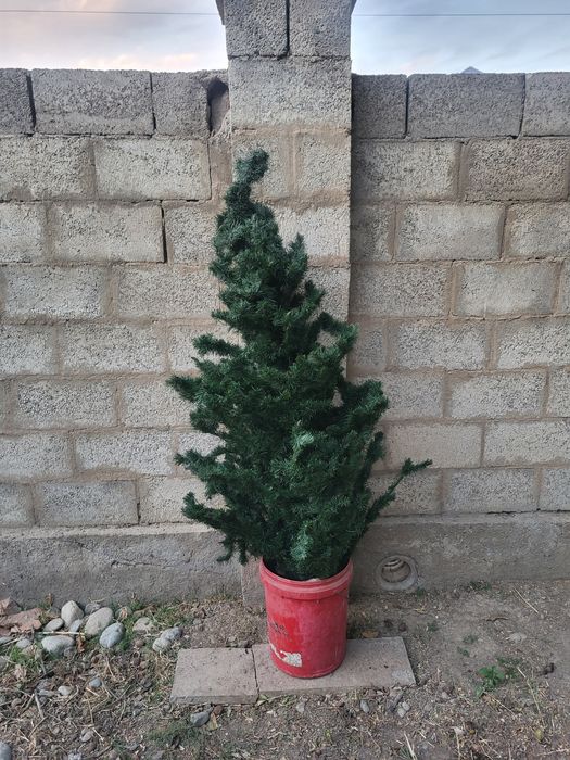 Ёлка сатылады бь