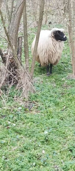 oi breze  de calitate