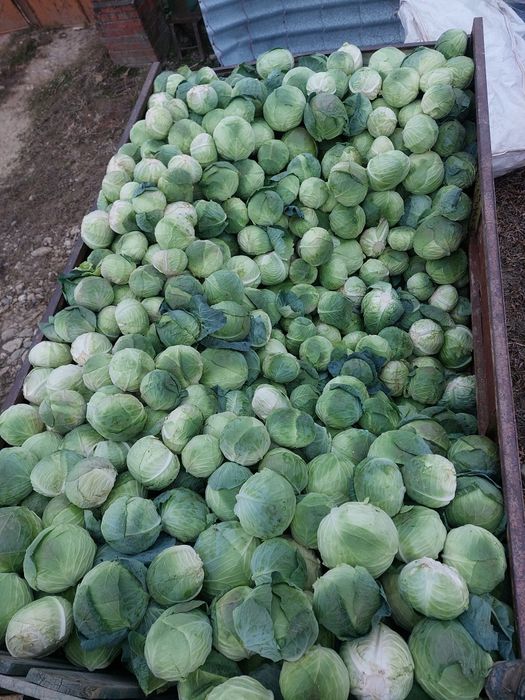 Varza plata beverly hills pentru murat