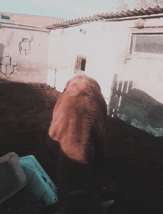 Бүқа сатылады обмен бар