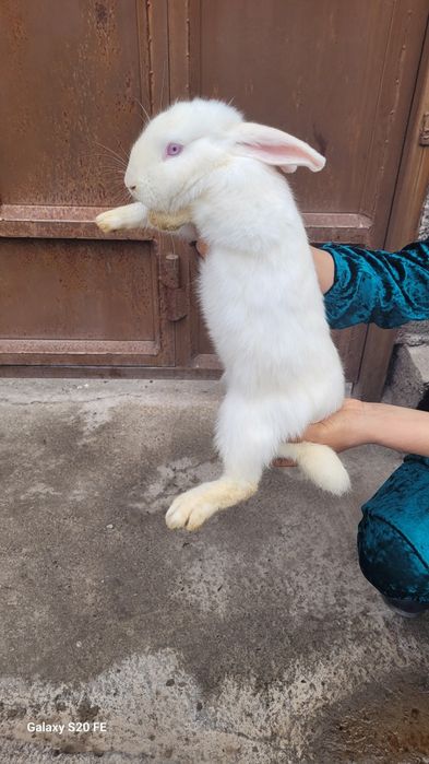 Quyon sotiladi sog'lom. Hali bolalamagan