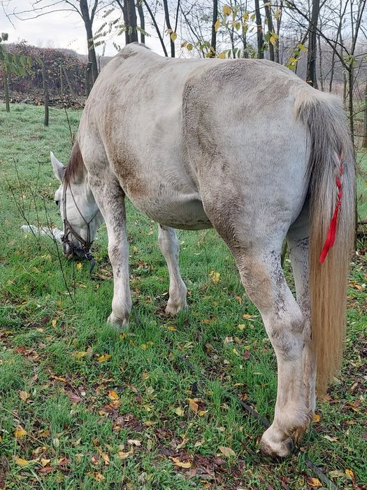 Iapă de vânzare  bună de căruță