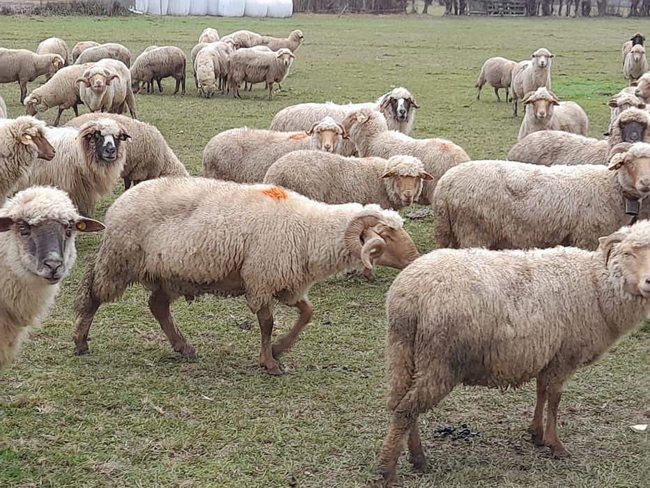35 de oi de vânzare
