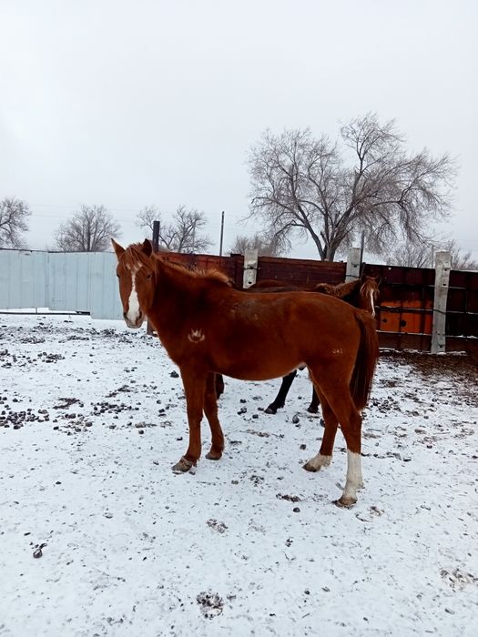 Соғымға семіз жылқылар сатылады