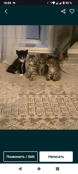 Продам котят срочно