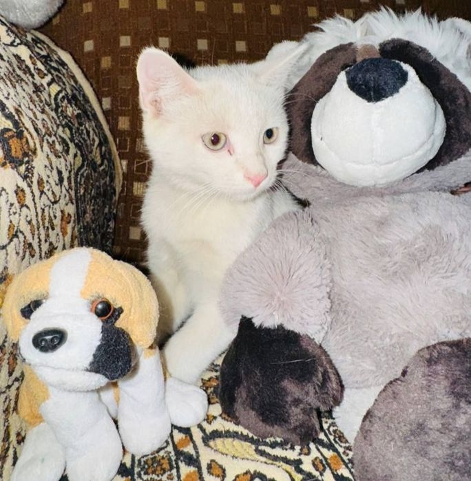 Котята скотиш страйт