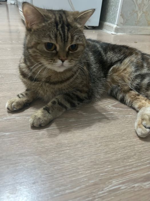 Шотландский вислоухий кошка