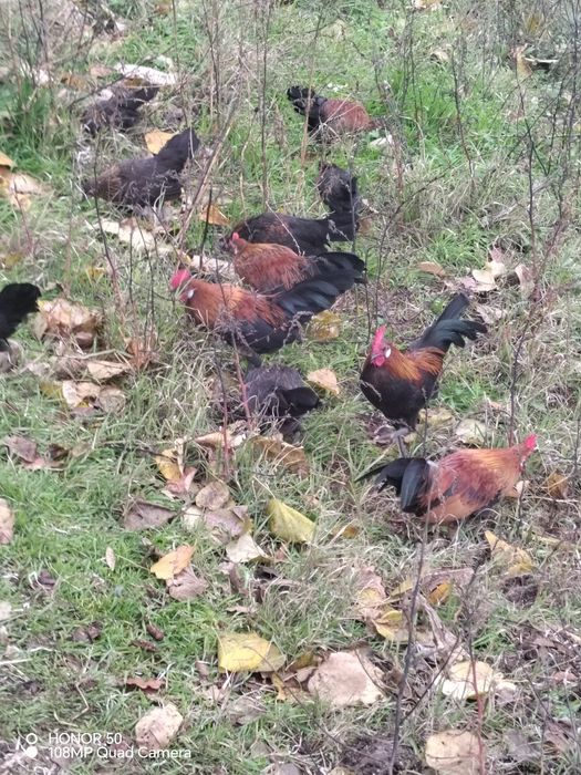 Продавам декоративни кокошки