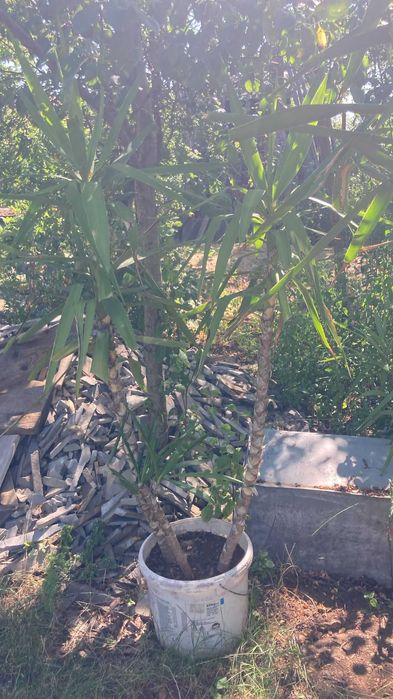 Planta de apartament Yuka, diverse marimi