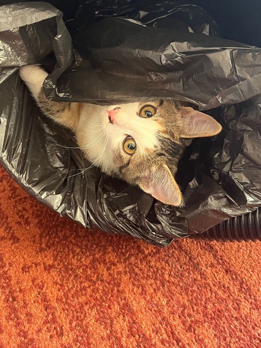 donez pisici crescute in casa